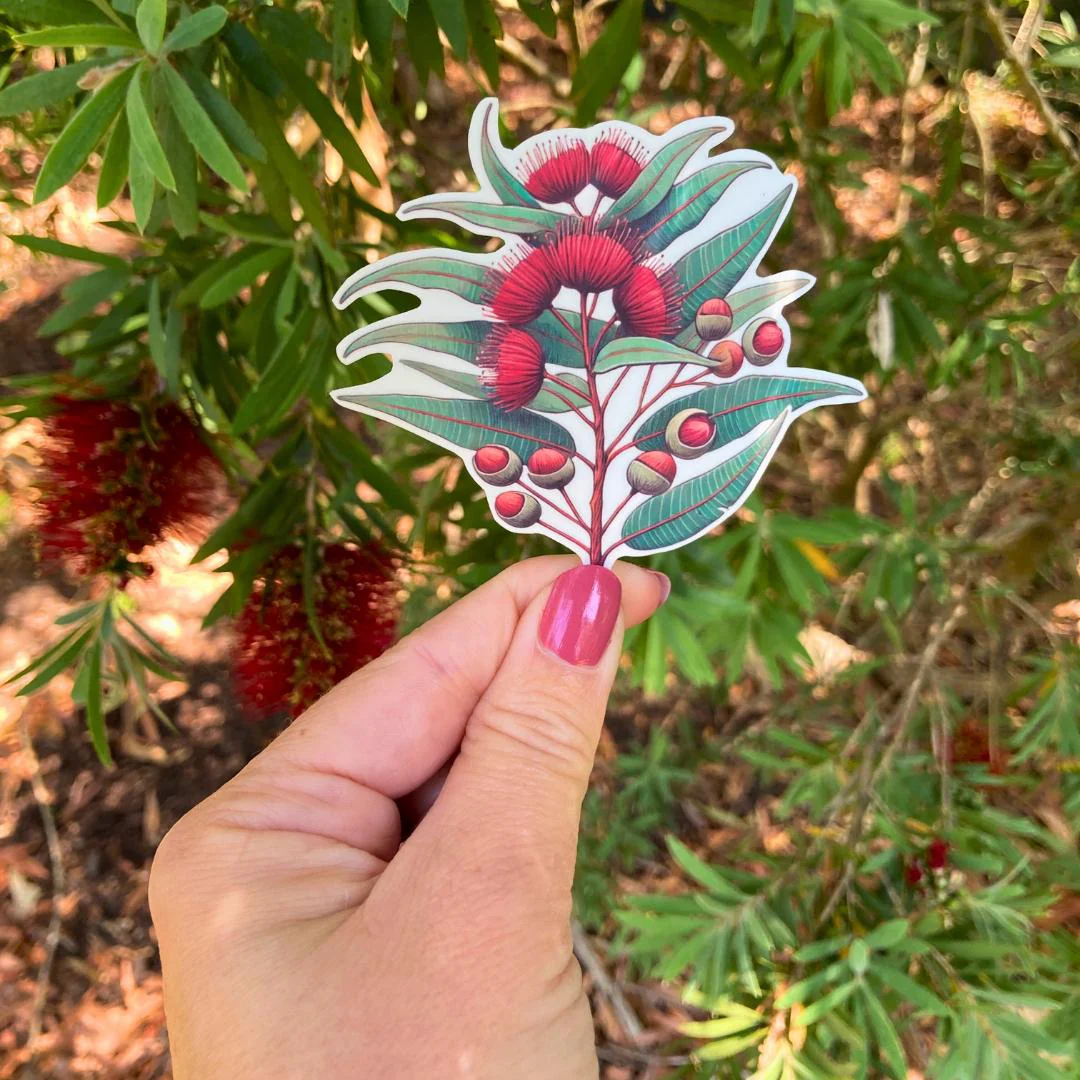Eucalyptus