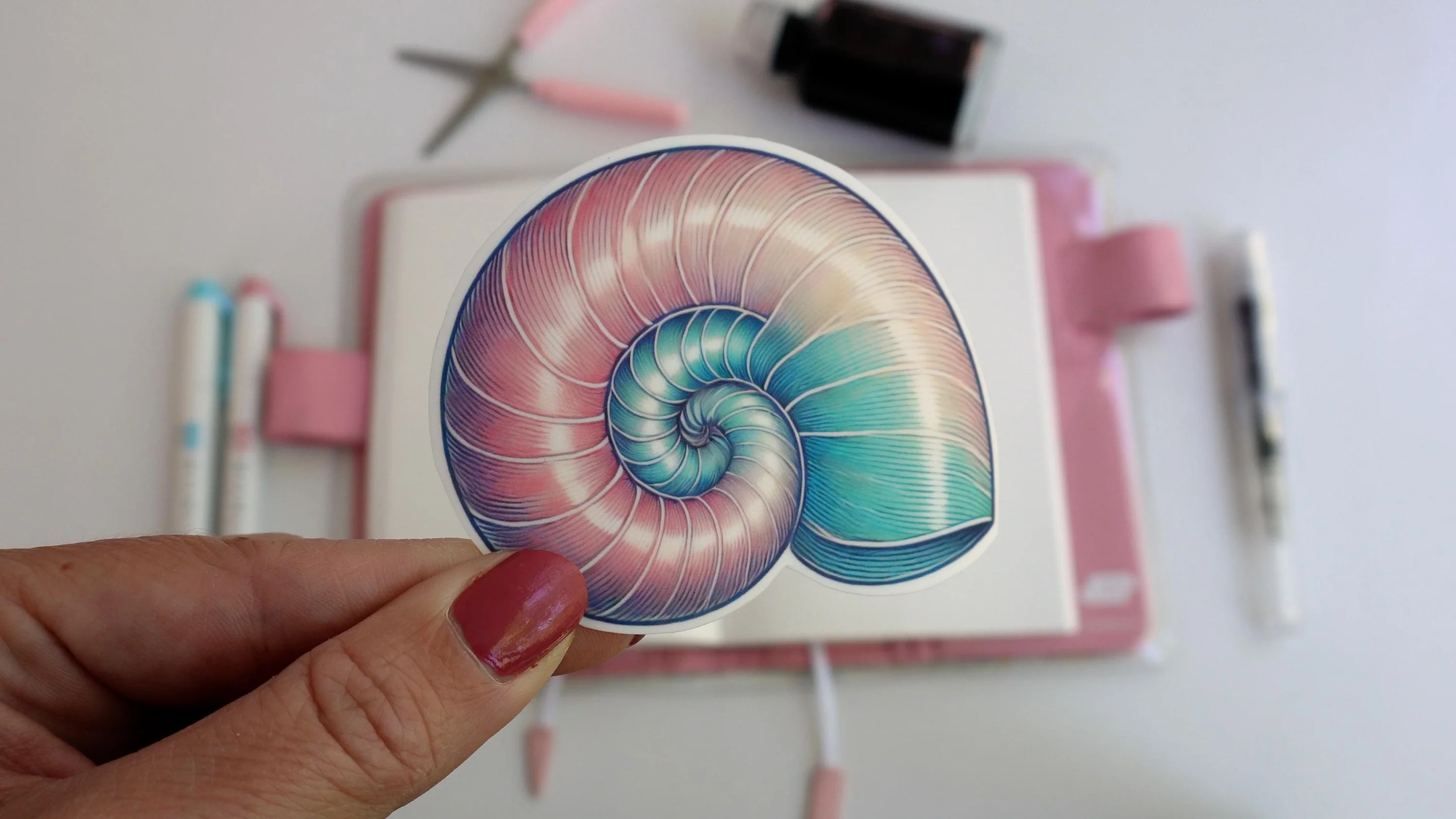 Nautilus Shell