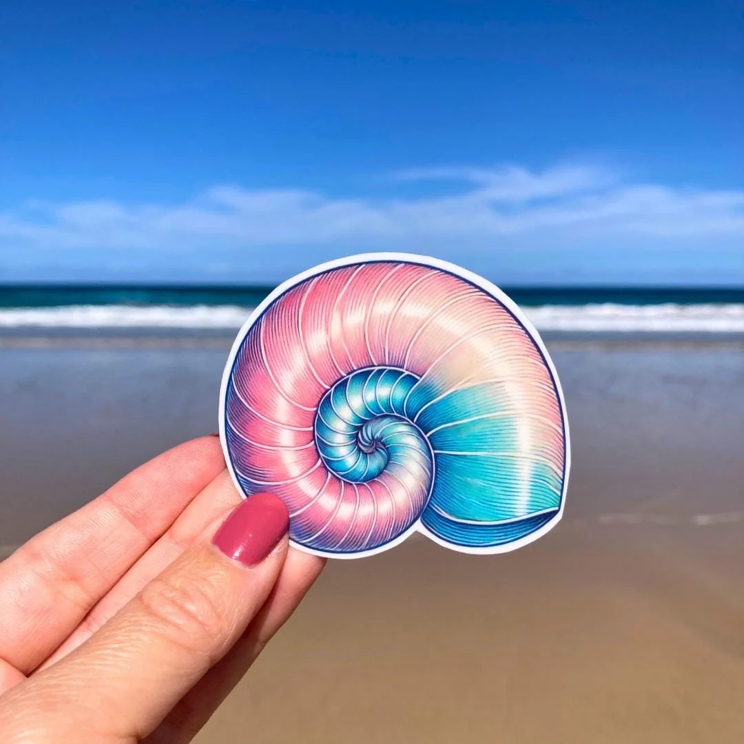 Nautilus Shell